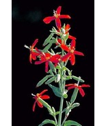 New 20 Royal Red Catchfly Hummingbird Endangered Native Flower Silene Re... - $199.00 MXN