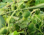 Wild Cucumber Cucumis Dipsaceus Fruiting Vine  10 Seeds - $8.99