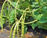 Mississippi Cream Pea Cowpea Seeds Southern Field Pea Zipper Crowder Seed  - $5.93