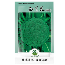 600pcs Seeds Broccoli Vitamin Cabbage Planting Sprouting Organic Heirloom  - £7.62 GBP