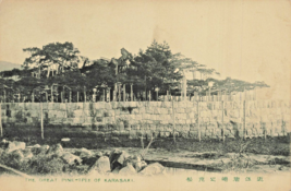 The Great PINE-TREE Of Karasaki Japan~Photo Postcard - £8.03 GBP