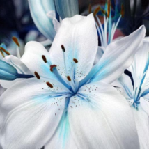 Blue Heart Lily Plant Heirloom Lilium Lily Flower Fragrant Perennial Flower - 50 - $6.81