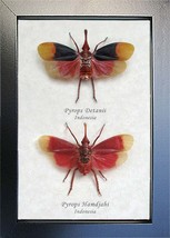 Gift Set Pyrops Hamdjahi Detanii Real Lanternfly Entomology Collectible ... - £55.05 GBP