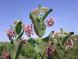 Asclepias Syriaca Or Virginian Silk Monarch Host Plants 400 Seeds Fresh Garden U - $24.16