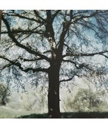 Canvas Wall Art ~ 11&quot; x 11&quot; x 1&quot;  ~ Canvas Print ~ Tree In Field Theme - $35.80 CAD
