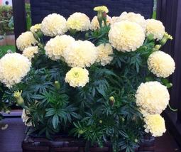 AFRICAN MARIGOLD - KILIMANJARO -  VANILLA WHITE ANNUAL FLOWER AF - 30 SEEDS - £4.38 GBP