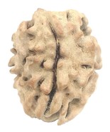 Rare 1 Mukhi Rudraksha With Single Seed inside - 17.24 mm - IGL Certified - $618.02