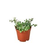 Peperomia Prostrata &#39;String of Turtles&#39;-4&quot; Pot - €16,00 EUR