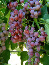 1 LIVE PLANT Reliance Grape Fruit For Garden - $31.00