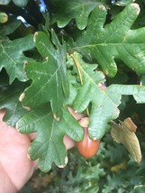 6 Plants Quercus Robur Fastigiata, Columnar Oak, 1 year old - £31.92 GBP