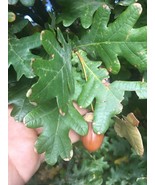 6 Plants Quercus Robur Fastigiata, Columnar Oak, 1 year old - $55.39 CAD
