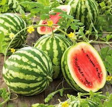 SGHOST 100 Crimson Sweet Watermelon Seeds Non Gmo  USA Seller - $8.26