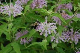 HSeeds Bee Balm Seeds 300+ Wild Bergamot Monarda Herb Native Wildflower  - £2.08 GBP