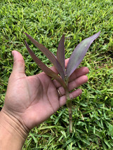 Purple Heart Wandering Jew 9 Cuttings Tradescantia Pallida Purpurea No Roots - £30.13 GBP