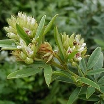 Drought Resistant Lespedeza Capitata Round Headed Bush Clover Flower Seed 1000 S - £13.19 GBP