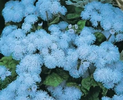 38 PCS Seeds Ageratum 'Blue Ball' Quality Flower Item image 4