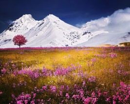 Photograph of Alps (8X10) New Landscape Photo Print Mountains Flowers Pi... - £6.13 GBP