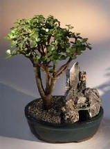 Baby Jade Bonsai Tree Stone Landscape Scene  (portulacaria afra)  - £47.15 GBP