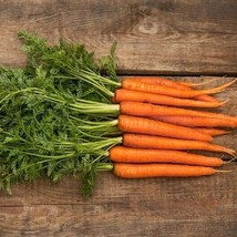 300 Scarlet Nantes Carrot Seeds Fresh Gardening - $13.27 CAD