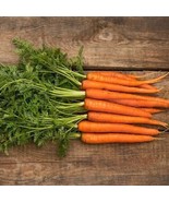 300 Scarlet Nantes Carrot Seeds Fresh Gardening - $9.64