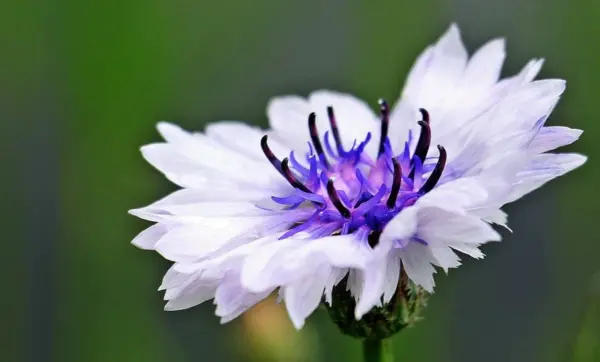 Top Seller 750 White Bachelors Button Cornflower Centaurea Cyanus Flower... - $14.60