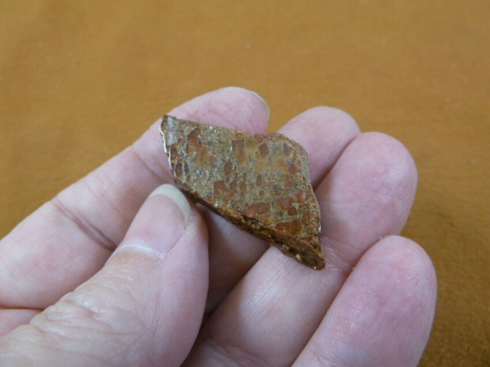 DF300-16) small Fossil REAL DINOSAUR Bone Slice Jurassic Dino love dinos... - $9.49