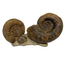 16 lbs, 14&quot;x7.5&quot;x3.5, Rare Ammonite Fossils, 3 piece mounted @Morocco, B... - £1,555.48 GBP