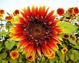 25 Joker Sunflower Seeds Flowers Seed Flower Sun Bloom 557Garden Beautif... - $15.58