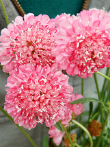 200 Seeds Scabiosa Atropurpurea &#39;Salmon Pink&#39; Garden Fresh - £11.97 GBP