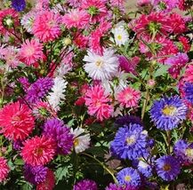 Aster Crego Giant Mix Flower Seeds - $4.35