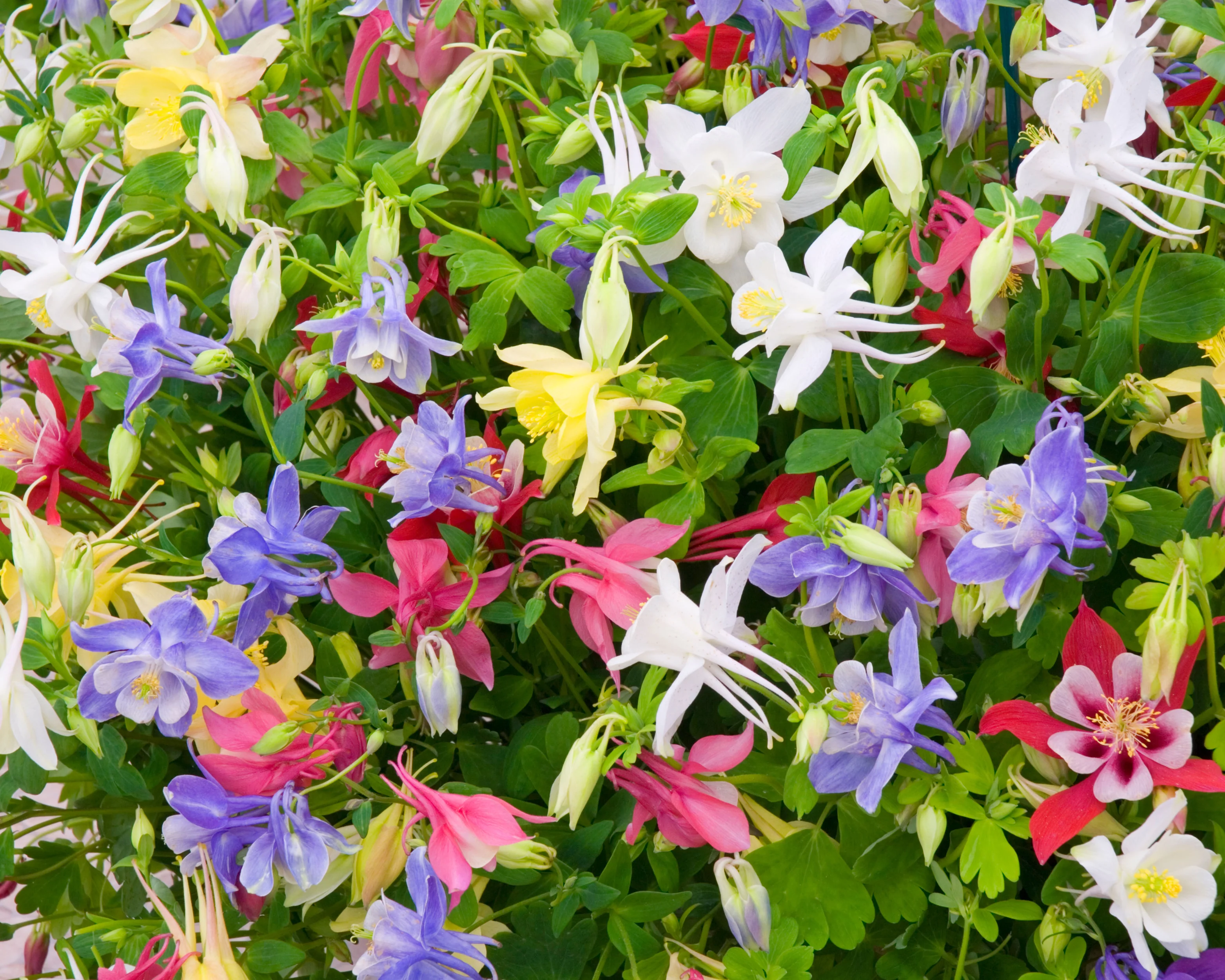 100 Seeds Dwarf Columbine Aquilegia Mixed Colors - £8.26 GBP