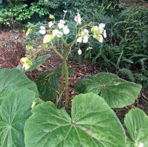 Begonia fusca | RARE | 50 Seeds - £15.69 GBP