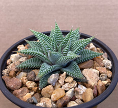 Haworthia Limifolia Var Striata Rare Exotic Succulent Plant Aloe Garden 4&quot; - £19.77 GBP