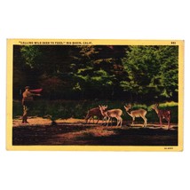 Vintage Postcard Calling Wild Deer To Feed Ranger Wildlife California Linen - £7.44 GBP