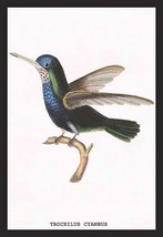 Hummingbird: Troceilus Cyaneus by Sir William Jardine - Art Print - £17.29 GBP+