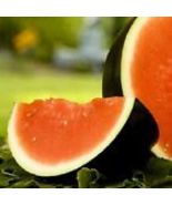 Sugar Baby Watermelon Seeds NON-GMO Heirloom Fresh Garden 25 Seeds - £5.89 GBP
