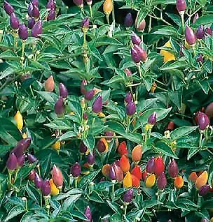 Pepper Ornamental Twilight 250 seeds - £26.04 GBP