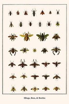 Bugs, Bees, &amp; Beetles by Albertus Seba - Art Print - £17.32 GBP+