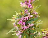 Sale 100 Seeds Slender Bush Clover Lespedeza Virginica Shrub Pink Purple... - $9.90