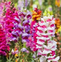 BPA Snapdragon Fairy Bouquet Flower Seed Mix Nongmo Fresh Harvest From US - £7.06 GBP