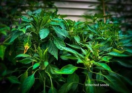 Chilli Hot Japanese Santaka Heirloom 50 seeds, 100% Organic Non GMO Grown in USA - £3.41 GBP