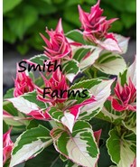 HT 25 Seeds Brazilian Fireworks Flowers Porphyrocoma Pohliana Garden Seeds - €12,18 EUR