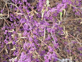 30 American Beautyberry Seeds Callicarpa Americana Fresh New Seeds - $8.76 CAD