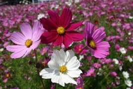 Cosmos Seeds Sensation Mix 100 Ct Flower Garden Annual Seller - $8.99