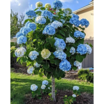 HGBO 25 Seeds Blue Hydrangeas Flower Ground Cover Plant Garden Plants USA Seller - $10.50