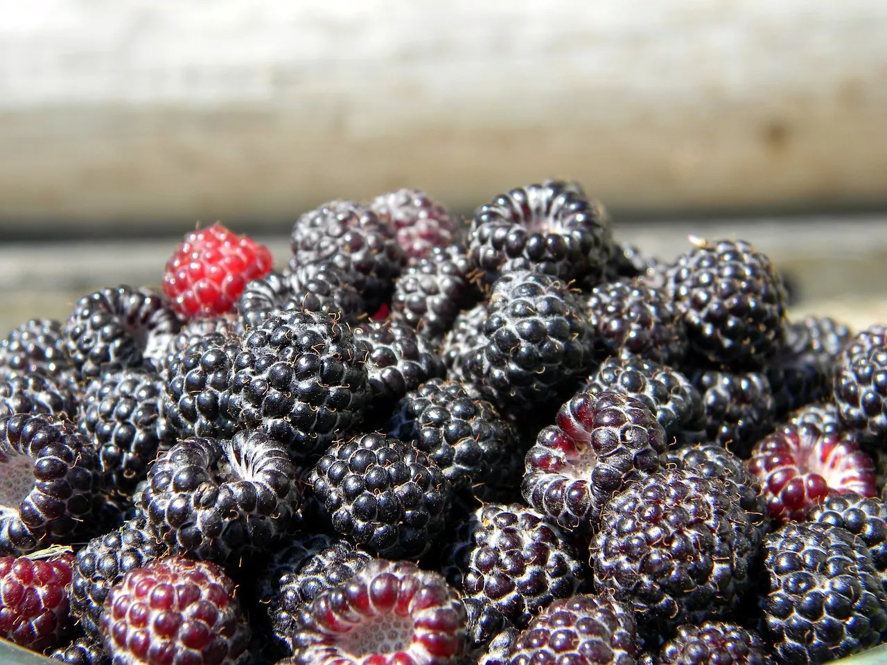 50 Black Raspberry Bush Seeds Very Sweet - $6.99
