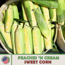 25 Peaches &amp; Cream Sweet Corn Seeds, Hybrid, Non-Gmo From US - £8.16 GBP