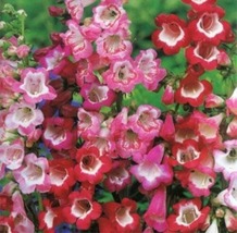 40 Fresh Flower Seeds Penstemon Hartwegii Sensation Mix - £4.70 GBP