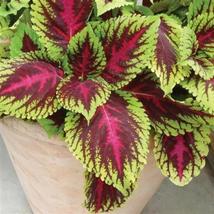 25+ Kong Rose Coleus Seeds – Large Leaf Shade Garden Favorite - $16.50