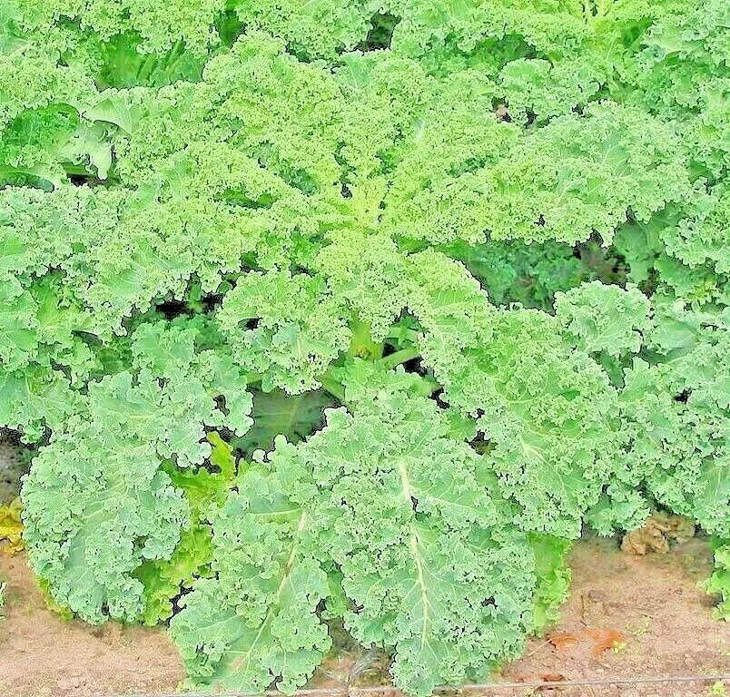 1000+ Seeds Kale Dwarf Autumn Mix Vegetable Garden Salads Microgreens No... - $4.69